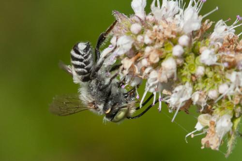 Réf. 220 757 : Megachile sp.